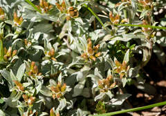 Argyrotegium fordianum