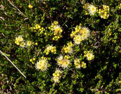 Kunzea muelleri