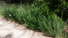 Lespedeza stuevei