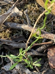 Thysanotus patersonii