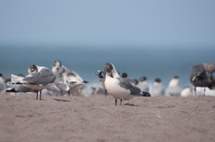 Leucophaeus pipixcan