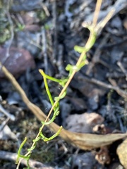 Thysanotus patersonii