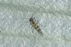 Graphopsocus cruciatus