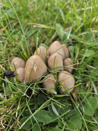 Brittlestems and Allies