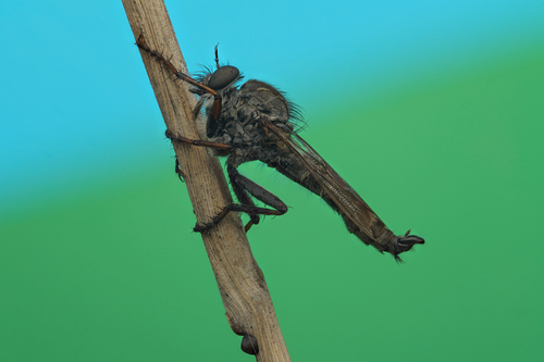kite-tailed robberfly