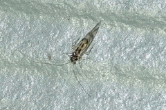 Graphopsocus cruciatus