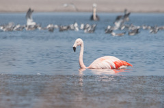 Phoenicopterus chilensis
