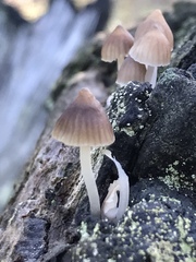Mycena clarkeana