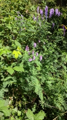 Vicia tenuifolia