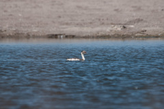 Podiceps occipitalis