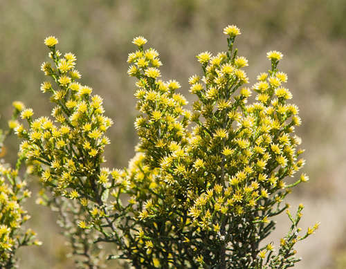 Image of Ozothamnus cupressoides by (c) Chris Clarke, some rights reserved (CC BY)