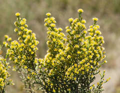 Ozothamnus cupressoides