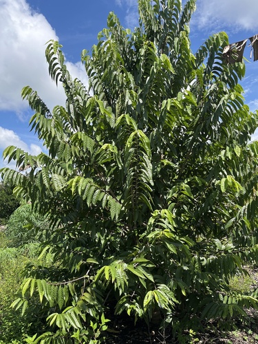 Annona reticulata observed 2026-10-11