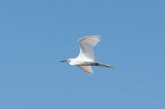 Egretta thula