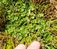 Diplaspis nivis