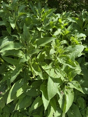 Symphytum officinale