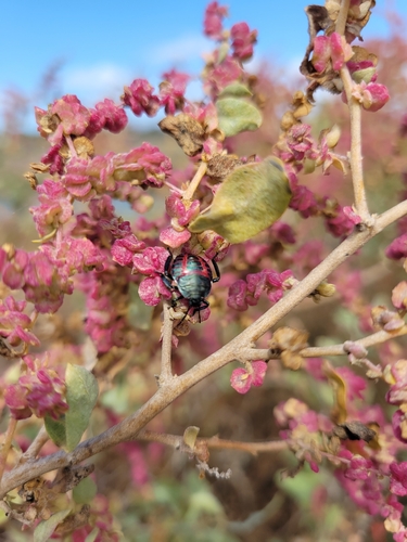 iNaturalist observation photo of Pellaea stictica