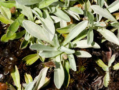 Argyrotegium nitidulum