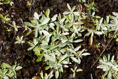 Argyrotegium nitidulum