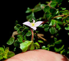 Boronia algida