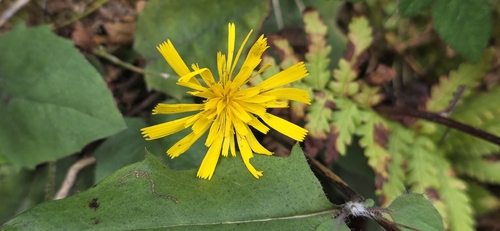 Radyr hawkweed
