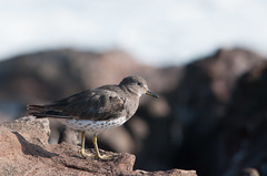 Calidris virgata
