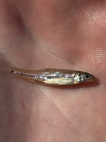 Bullhead Minnow