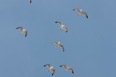 Leucophaeus pipixcan