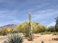 Carnegiea gigantea