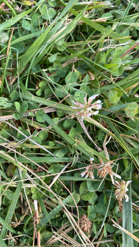white clover