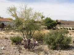 Opuntia santa-rita