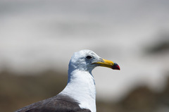 Larus belcheri