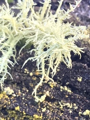 Usnea inermis