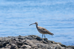 Numenius phaeopus