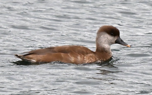 Red-crested Pochard