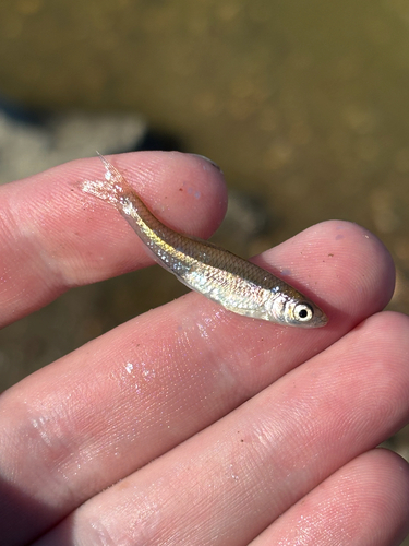 Spotfin Shiner