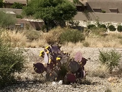 Opuntia santa-rita