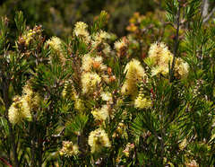 Melaleuca pityoides