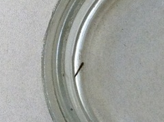 Anopheles occidentalis