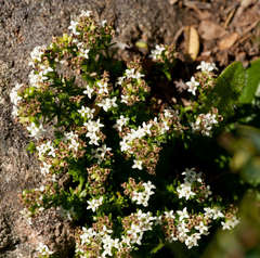 Asperula pusilla