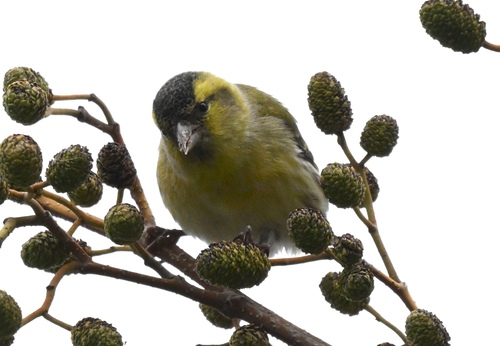 Eurasian Siskin