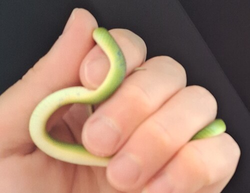 Smooth Greensnake