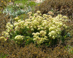 Aciphylla glacialis