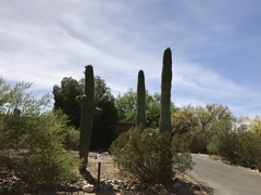 Carnegiea gigantea