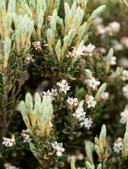 Acrothamnus montanus