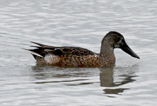 Northern Shoveler