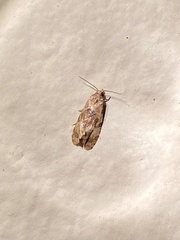 Cochylis