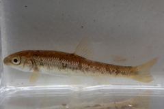 Campostoma oligolepis