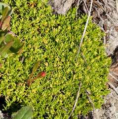 Scleranthus biflorus