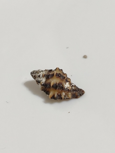 Muricopsis zeteki, 2026-10-11